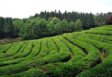 生态茶山 生态茶园 绿色茶园