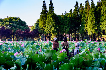 荷花沲