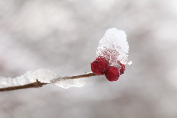 大雪