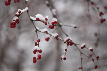 大雪