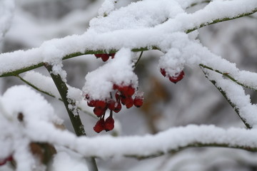 大雪