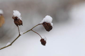 大雪