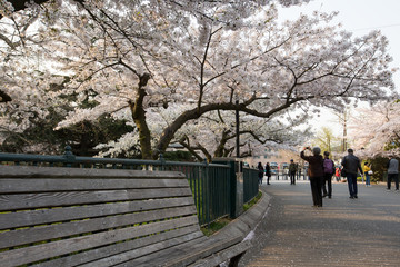 樱花公园