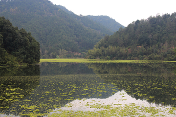 浮萍 河水污染