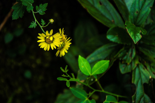 野菊花