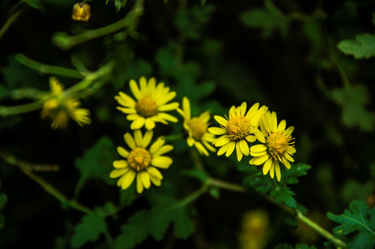 野菊花