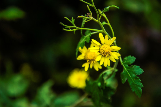 野菊花