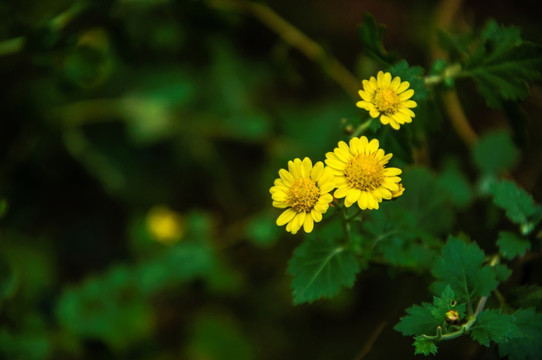 野菊花