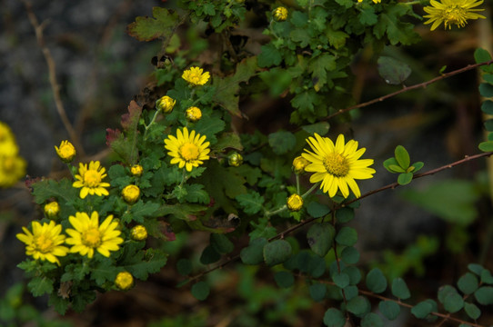 野菊花