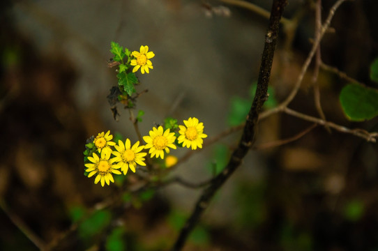 野菊花