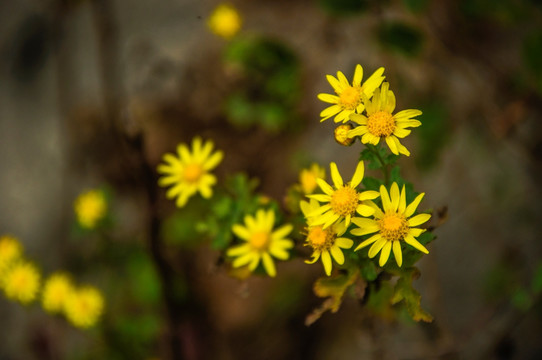 野菊花