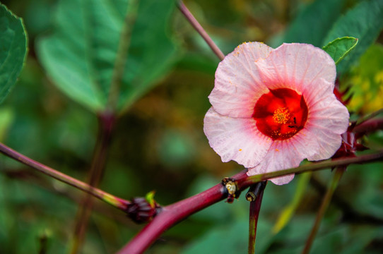 洛神花 红桃K花