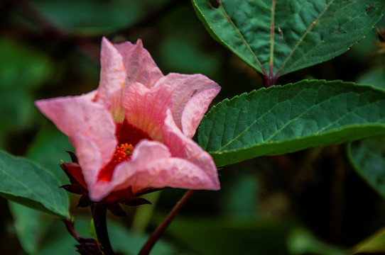 洛神花 红桃K花