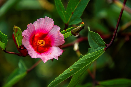 洛神花 红桃K花