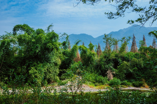 美丽山林