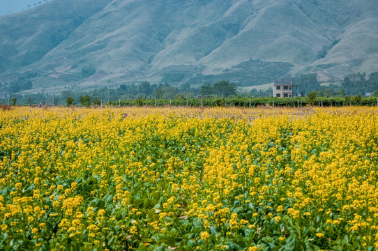 油菜花