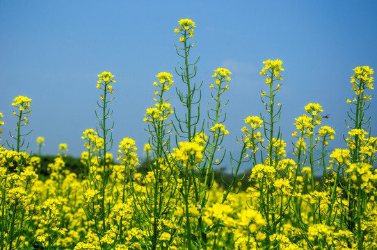 油菜花