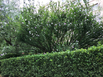 树木花朵 冬青树