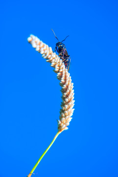 蓝天 飞蚂蚁