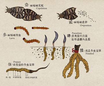 冬蟲夏草高精繪畫顏色分層