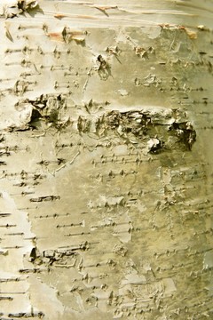 桦树皮纹理