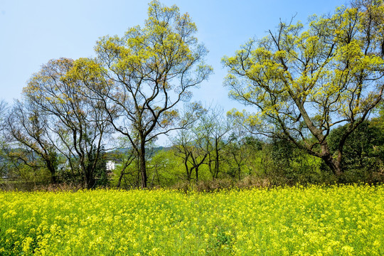 婺源油菜花