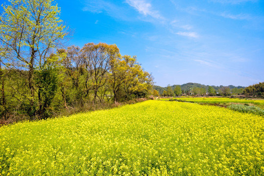 婺源油菜花