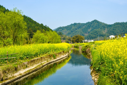 油菜花风景