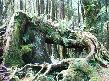 阿里山树洞