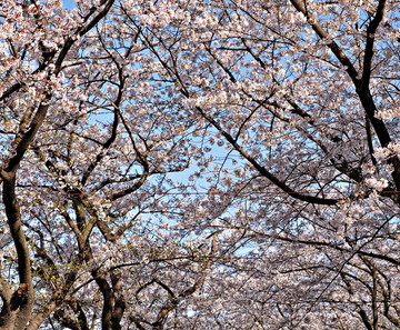 樱花树