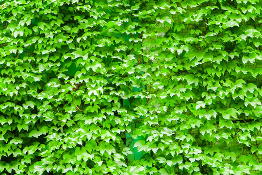 爬山虎石墙背景 植物墙