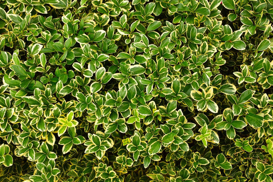 绿植墙 绿色植物背景
