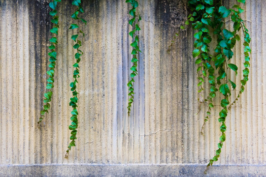 植物墙 陈旧老墙