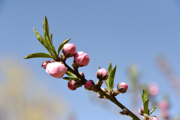 榆梅 梅花 花蕾 枝杈