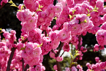 鸾枝 干枝梅 花桃