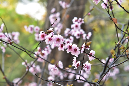 桃花 干枝梅