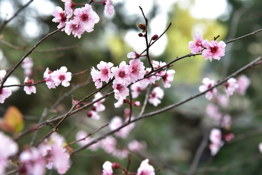 桃花 干枝梅