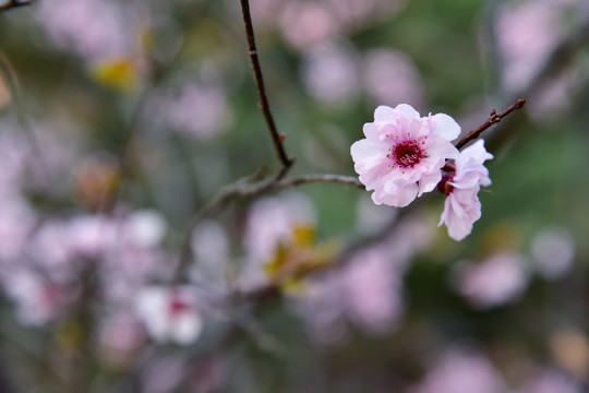 桃花 干枝梅