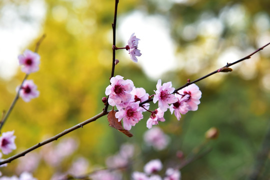 桃花 干枝梅