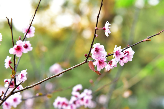 桃花 干枝梅