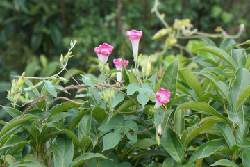 牵牛花