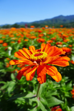 花海 花田