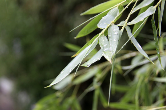 竹叶滴水  竹子