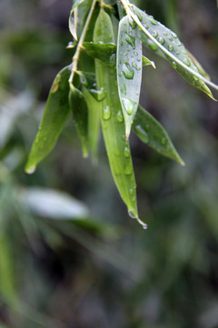 雨水竹叶 竹子