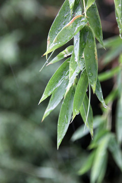 雨水竹叶 竹叶 竹林