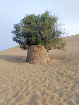 鸣沙山月牙泉 月泉古柳