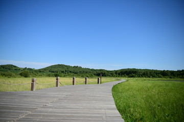 沼泽湿地木栈道