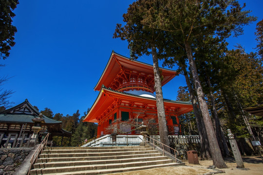 日本高野山坛上伽蓝根本大塔景色