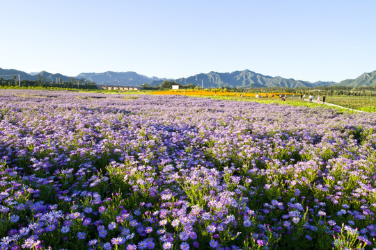 四季花海 雏菊