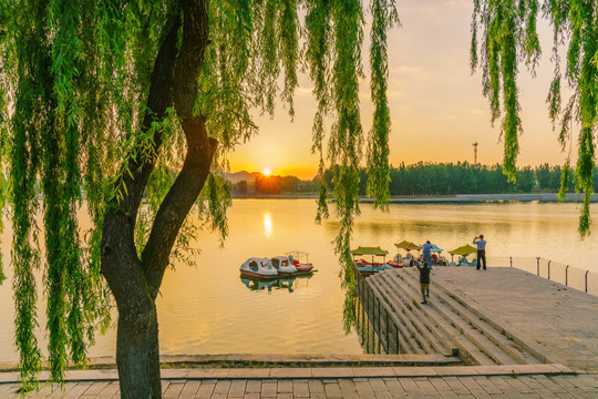 翠柳 湖景 晚霞